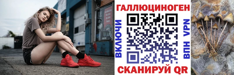Псилоцибиновые грибы Psilocybine cubensis Северск